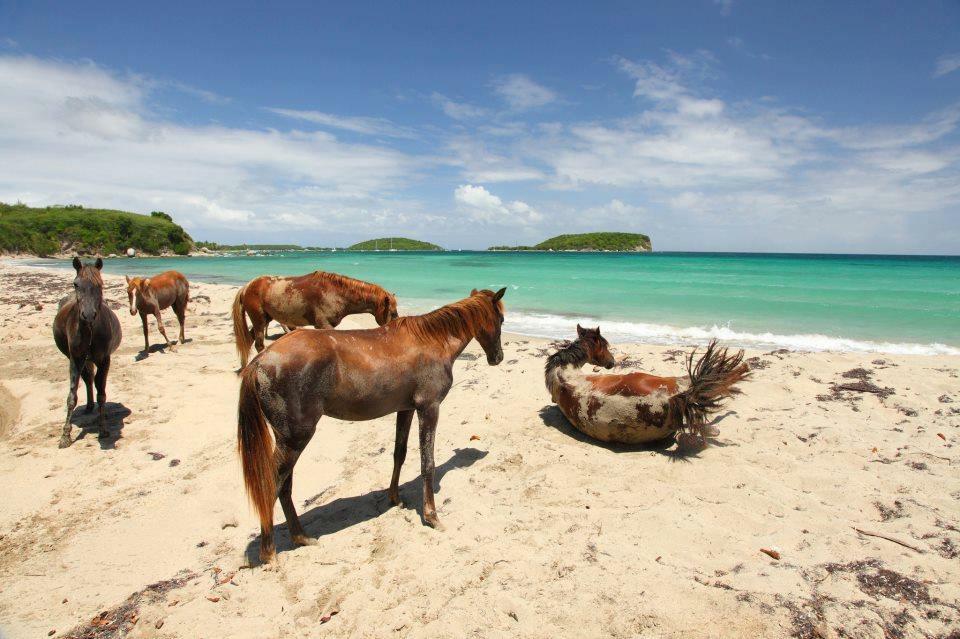 Flamboyan Guest House Vieques Bagian luar foto